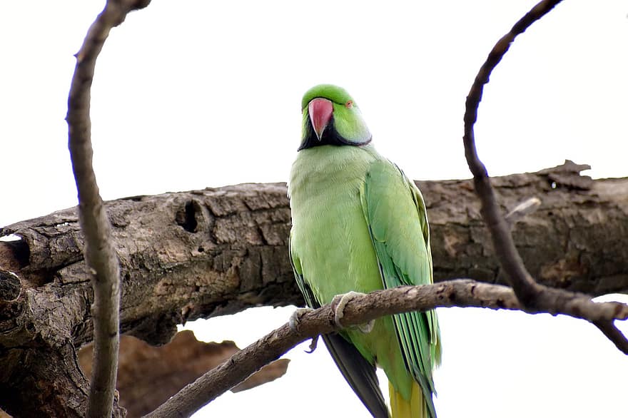 alexandrine parakeet, παπαγάλος, πουλί, αλεξάνδρινος παπαγάλος, πτηνά