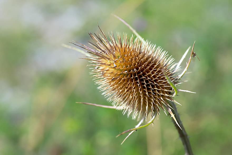 Botany, Plant, Growth, Macro, Dipsacus, Spikes, Wild Teasel, Nature, close-up, green color, summer