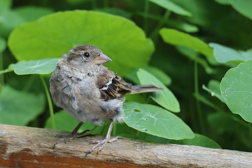 chim sẻ, Perched Sparrow, đậu, chim đậu, ave, avian, chim, điều khiển học, ngắm chim, Thiên nhiên, thế giới động vật