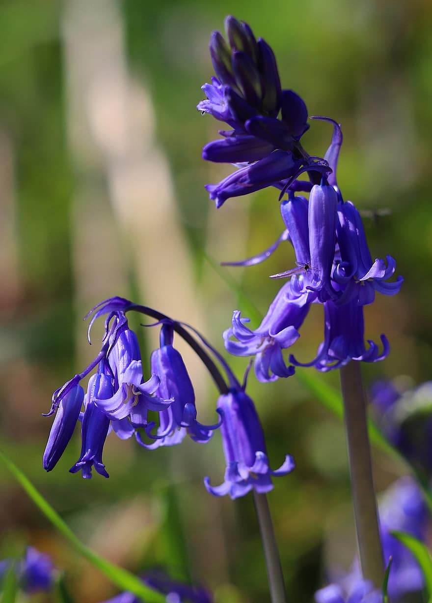 las flores, campanillas azules, salvaje, Reino Unido, seto, primavera, de cerca, flor, púrpura, planta, verano