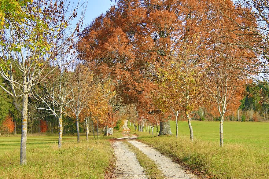 pista, corsia, le foglie, alberi, erba, campo, prato, escursione, escursioni a piedi, viale, solitudine