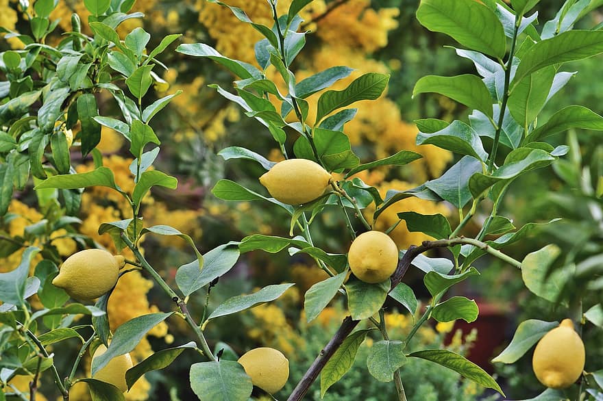 lemon, buah-buahan, menanam, jeruk, Buah sitrus, makanan, organik, alam, Daun-daun, pohon lemon, kebun buah-buahan