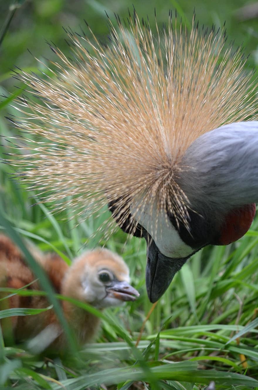 Bird, Grey Crowned Crane, Ornithology, Species, Fauna, Avian, Animal, Wildlife, feather, beak, close-up