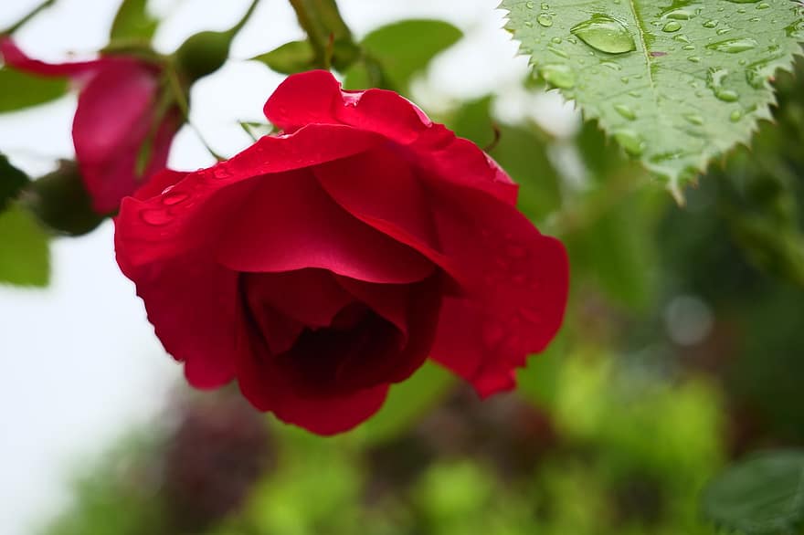 Hoa hồng, Bông hồng đỏ, vườn