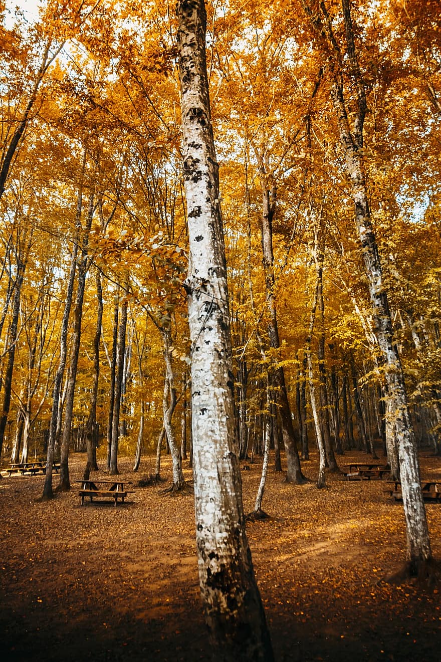 rudenī, koki, mežs, kritums, dzeltenas lapas, lapas, zaļumi, dzeltena zaļumi, kritums lapas