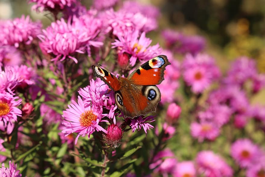 fiore, farfalla, impollinazione, entomologia, insetto, natura, giardino, avvicinamento, multicolore, estate, pianta