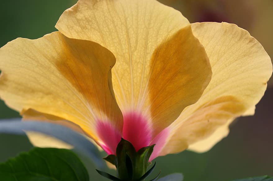hibiscus, guimauve, fleur, Floraison, jaune, mauve, malvacées, plante, structure, fermer, rouge