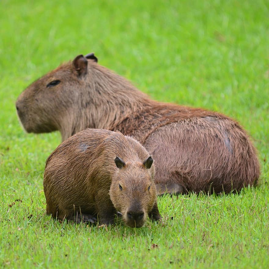 capybara, gnagare, djur, gräs, djur i det vilda, söt, päls, fokusera på förgrunden, selektiv fokusering, små, närbild