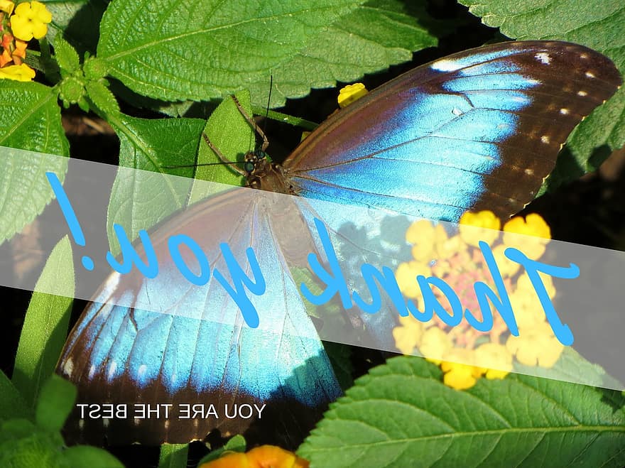 Thank You, Gratitude, You Are The Best, Thank You Note, Butterfly, Blue, Appreciation, Thank You Card, Thanks