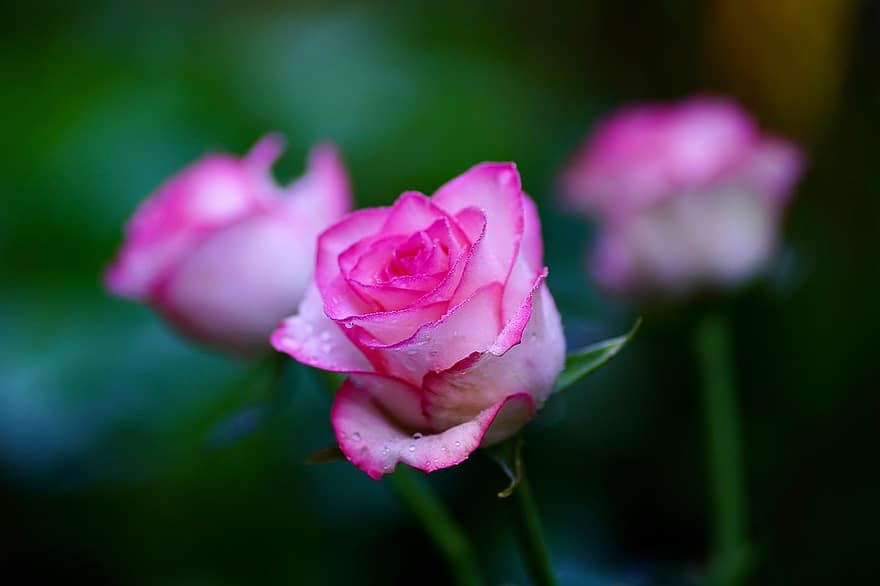 троянда, рожева троянда, квітка, рожева квітка, пелюстки, краплі дощу, крапельки роси, краплі, роса, цвітіння, квітуча рослина