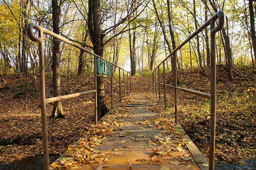 ruduo, sezoną, lauke, rudenį, pobūdį, lapai, miškas, geltona, medis, pėsčiųjų takas, augalų