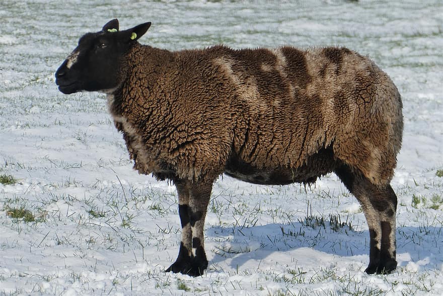 羊、ウール、コート、哺乳類、冬、牧草地、雪