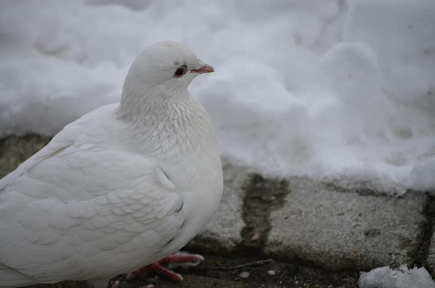 Dove, Winter, Snow, White Bird, Peace Symbol, Avian, beak, feather, animals in the wild, one animal, seagull