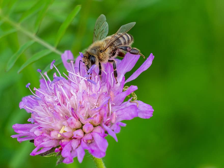 bi, insekt, fauna, kollektion, honning, nektar, arbejder, vinger, arbejde, natur, baggrund