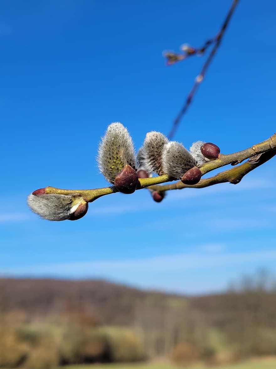 Salix Caprea, Goat Willow, Pussy Willow, Great Sallow, springtime, tree, branch, close-up, plant, season, flower