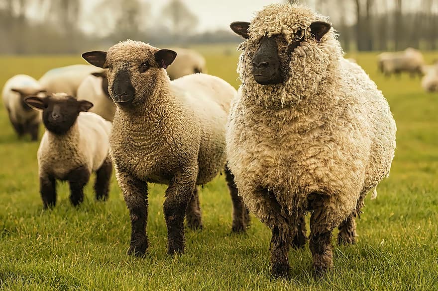 cừu, chăn nuôi, nông trại, đồng cỏ, chăn thả