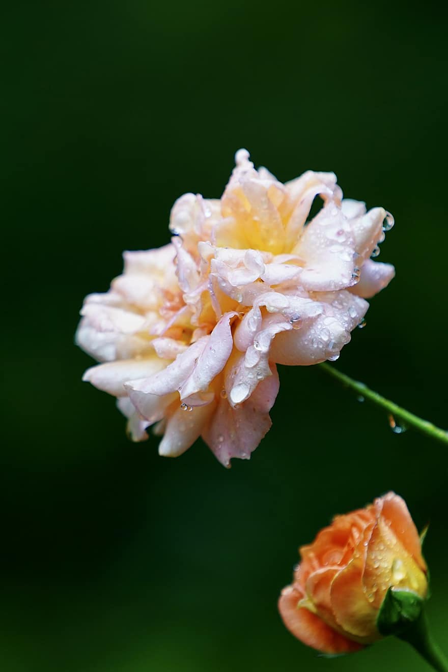 floare, Trandafir, petale, mugur, grădină, picaturi de ploaie, umed, a inflori