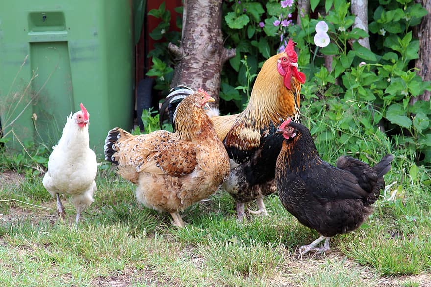 Chicken, Rooster, Chicken Farm, Birds, Hen, Animals, Domestic, farm, bird, rural scene, agriculture