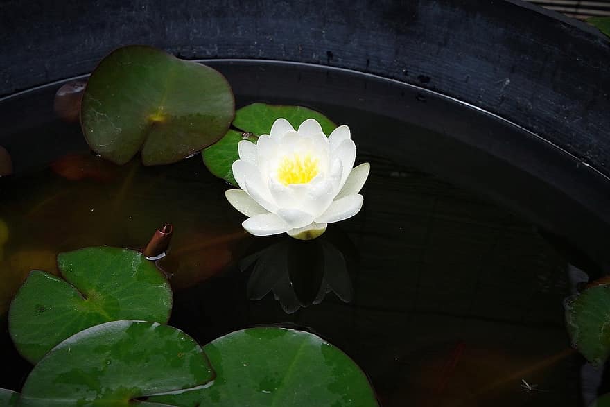 lotus, nenúfar, lotus blanc, flor blanca, naturalesa, full, estany, planta, cap de flor, estiu, flor