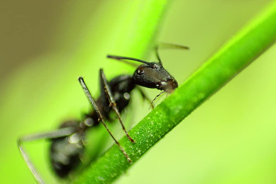 formiga, inseto, plantar, natureza, fechar-se, macro, folha, cor verde, pequeno, artrópode, verão