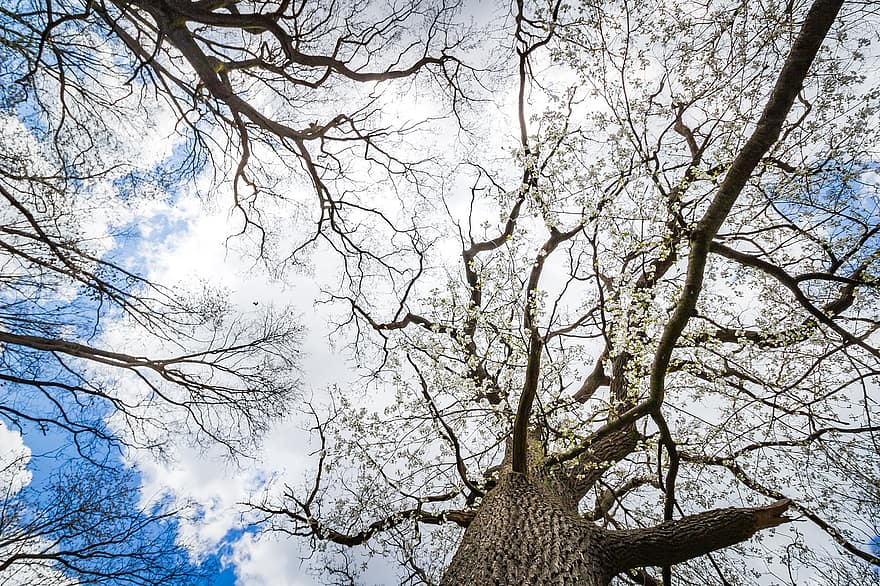 arboles, bosque, cielo, naturaleza, nubes, fondo, papel pintado, al aire libre, árbol, rama, hoja