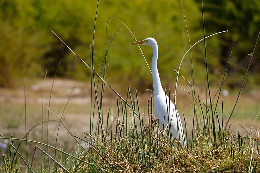 Great Egret, Bird, Grass, Egret, Large Egret, Heron, Animal, Wildlife, Indian Bird, Meadow, Wilderness