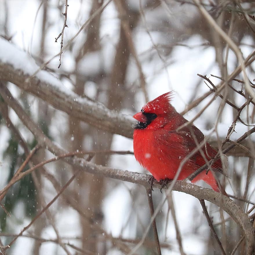 Cardinal, Bird, Winter, Animal, Snow, Snowfall, Wildlife, Plumage, Branch, Perched, Tree