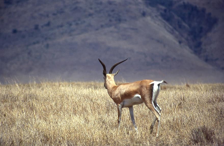 antilope, horn, dyr, safari, villmark, dyreliv, natur, vill