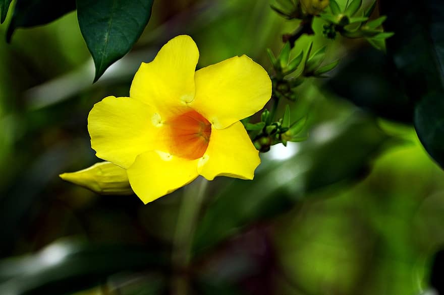 allamanda, λουλούδι, κίτρινο άνθος, πέταλα, κίτρινα πέταλα, ανθίζω, άνθος, φυτό, χλωρίδα, φύση, φύλλο