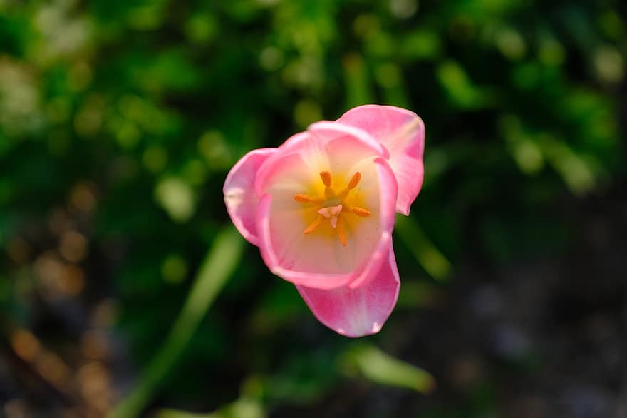 blomst, tulipan, plante, natur, forår, sæson-, vækst, makro, kronblad, blomsterhoved, tæt på