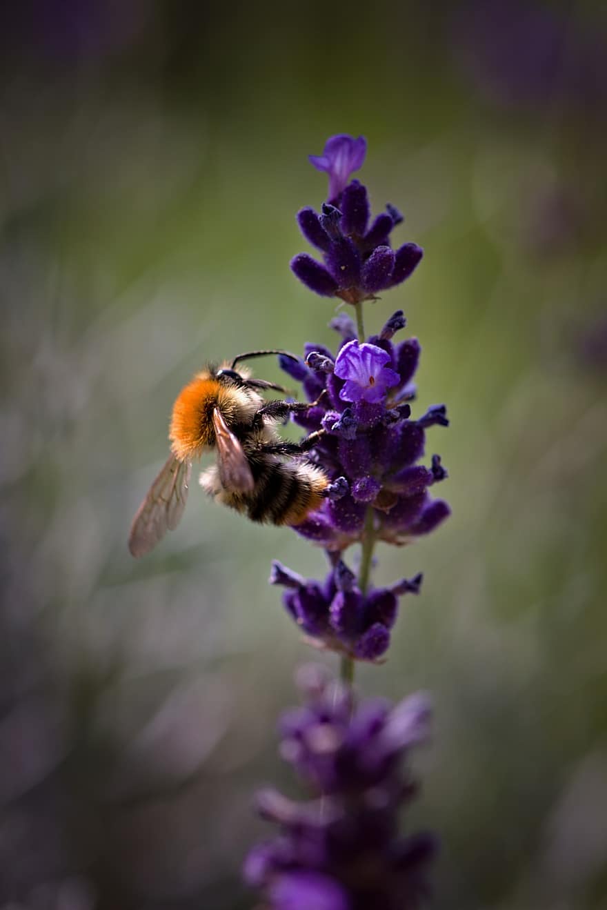 ธรรมชาติ, ดอกไม้, ผึ้ง, bumblebee, แมลง, สัตว์, การผสมเกสรดอกไม้, ช่อลาเวนเดอร์, เบ่งบาน, ดอก, ไม้ดอก