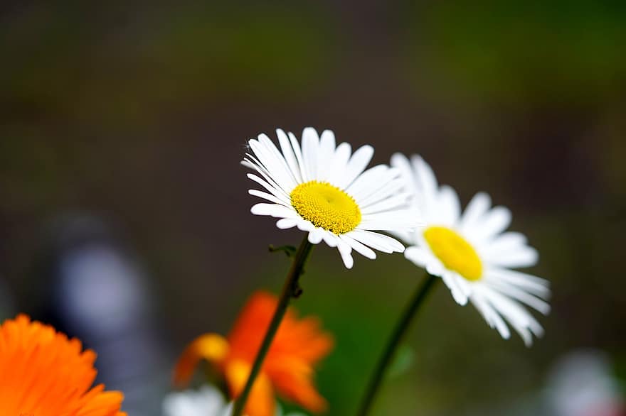デイジー、花、花の牧草地、白、黄、咲く、花びら、花の挨拶、バックグラウンド、美しさ
