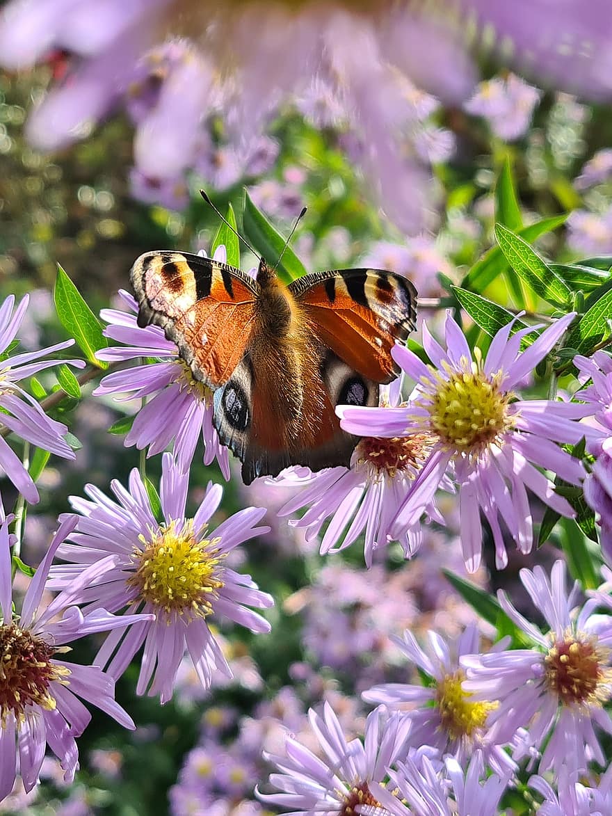 бабочка, цветы, опылять, опыление, насекомое, крылатое насекомое, крылья бабочки, цветение, цвести, Флора, фауна