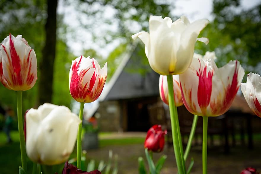 tulipanes, las flores, plantas, tulipanes de jardín, pétalos, floración, primavera, flora, jardín, naturaleza