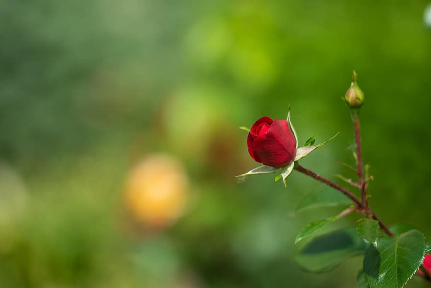 роза, цвете, растение, червена роза, червено цвете, листенца, пъпка, разцвет, листа, пружина, градина