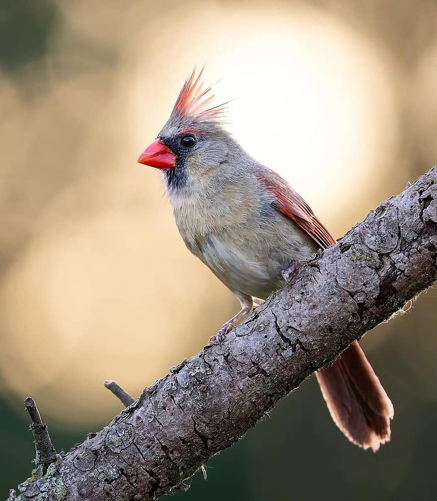 cardinal du nord, oiseau, animal, juvénile, faune, plumage, branche, perché, la nature, l'observation des oiseaux, ornithologie