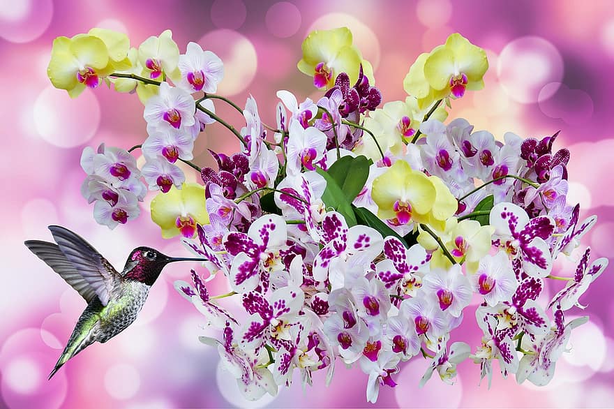 pássaro, beija Flor, ornitologia, espécies, fauna, aviária, animal, flor, flora, flores, néctar