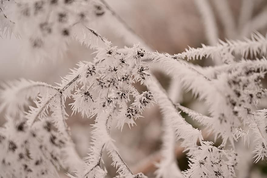 Hoarfrost, Winter, Wallpaper, Plant, Growth, close-up, leaf, branch, tree, season, backgrounds