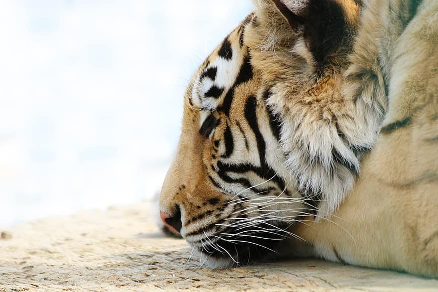тигр, тварина, спати