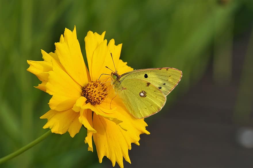 drugelis, geltona gėlė, žiedadulkių, apdulkina, apdulkinimas, sparnai, drugelio sparnai, sparnuotas vabzdis, vabzdys, lepidoptera, žydi