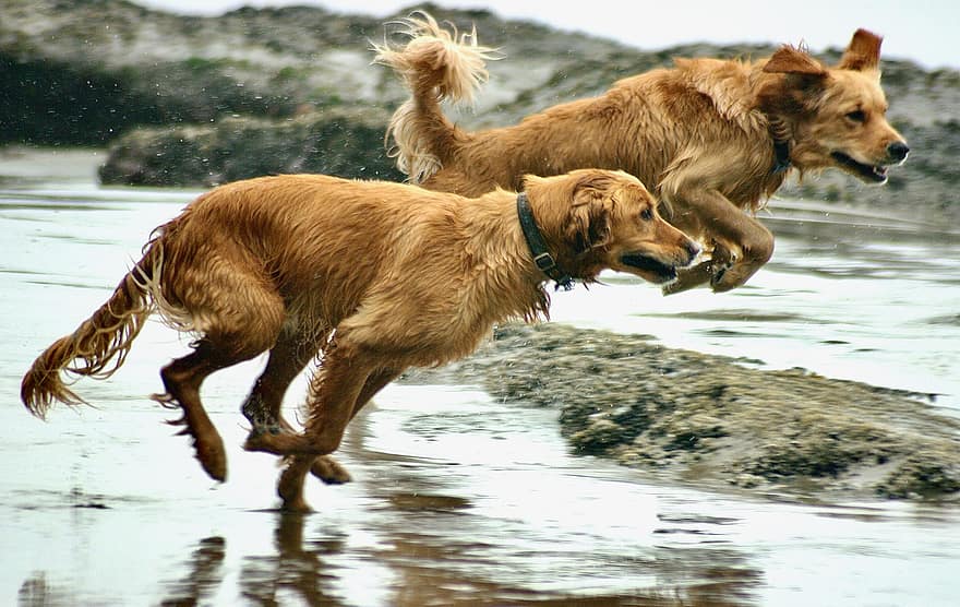 šunys, šunims, papludimys, smėlis, Auksaspalvis retriveris, žaismingas, augintiniai, vandenynas, veikia
