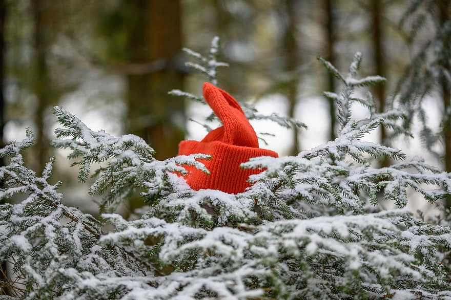 czapka z daszkiem, kapelusz robiony na drutach, wełna, trykotowy, ciepły, śnieg, las, zimowy, Boże Narodzenie, drzewo, pora roku