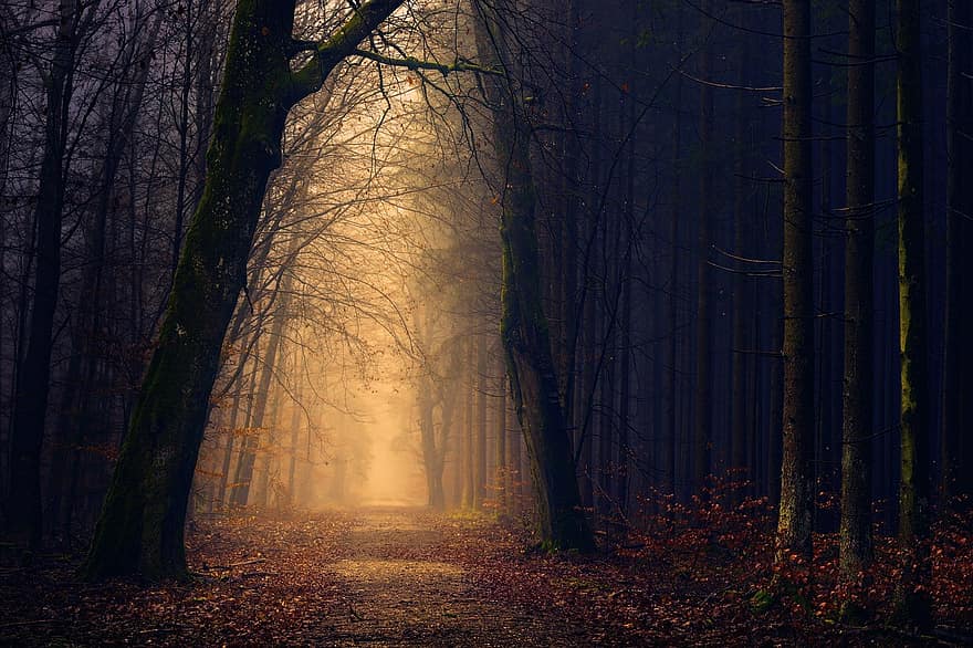 mediena, miškas, šviesa, medis, tamsoje, paslaptis, šešėlis, mistinis, bespalvis, migla, toli