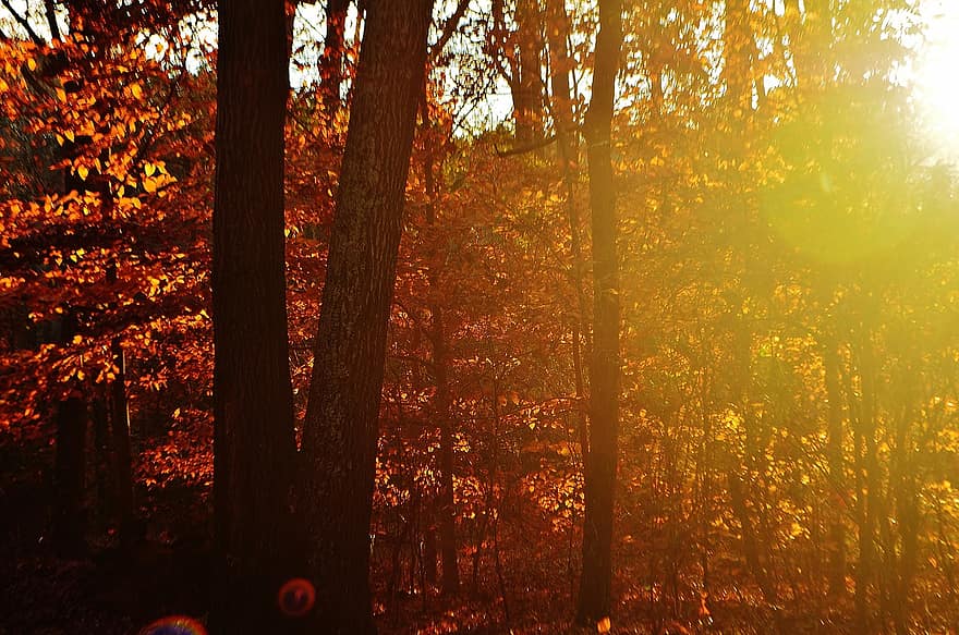 自然、木、秋、シーズン、森林、屋外、森の中、荒野、葉、黄、日光