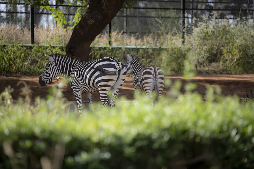 зебри, животни, райе, бозайници, дивата природа, зоологическа градина, бял, див, зебра, животни в дивата природа, африка