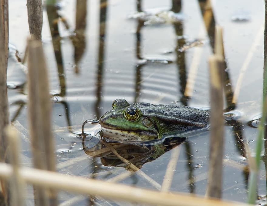 Frog, Pond, Lake, Riverbank, Amphibian, Water, Tongue, Frog Tongue, Animal, Nature, Lurch