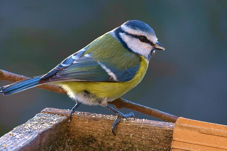 ocell, tit blau, bec, plomes, plomatge, aviària, ornitologia, volar, bosc