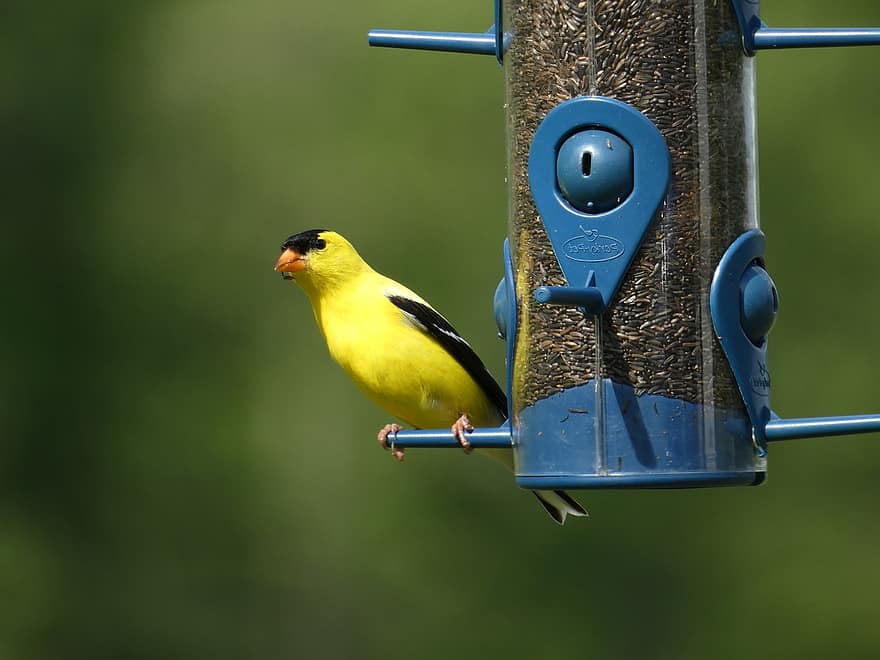 cardellino americano, uccello, mangiatoia per uccelli, uccello giallo, ornitologia, birdwatching, aviaria, uccello del giardino