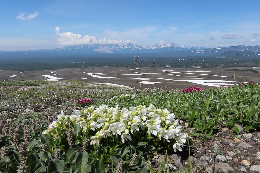 Рододендрон цветя, вулкани, планини, поле