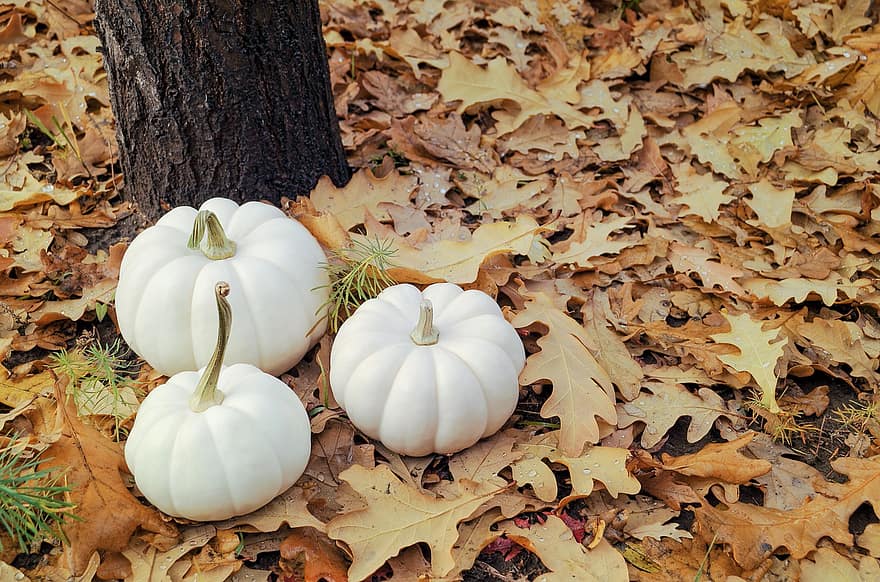 野菜、かぼちゃ、秋、葉、10月、ハロウィン、シーズン、黄、きらきら、デコレーション、11月